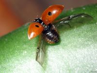 Adalia bipunctata