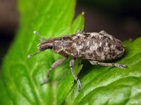 Cyphocleonus dealbatus