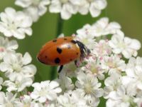 Hippodamia variegata