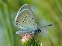 Cyaniris semiargus
