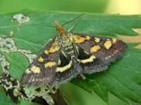 Pyrausta purpuralis