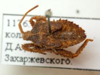 Coreidae