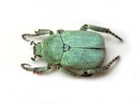 Hoplia parvula