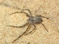 Philodromus