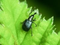 Neocoenorrhinus pauxillus