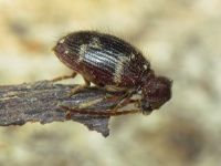 Ptinus rufipes