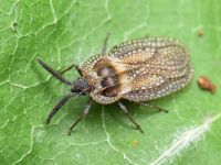Dictyonota strichnocera