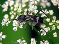 Chlorophorus figuratus
