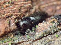Orthocis perrisi