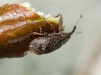Anthonomus (Anthonomus) pomorum