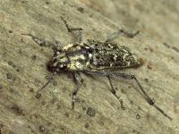 Xylotrechus rusticus