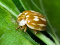 Myzia oblongoguttata