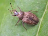 Oncochila simplex