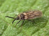 Dictyonota strichnocera