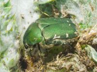 Protaetia ungarica