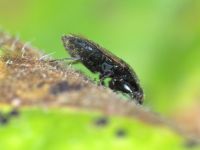 Plinthisus longicollis