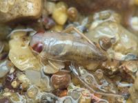 Corixidae