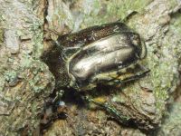 Protaetia marmorata