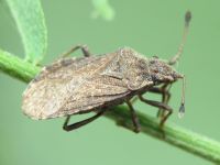 Bathysolen nubilus