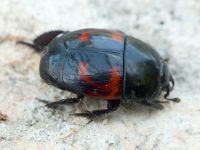 Hister quadrimaculatus