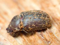 Aesalus scarabaeoides