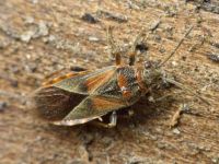 Arocatus melanocephalus