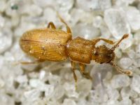 Monotoma quadrifoveolata