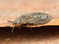 Aradus cinnamomeus
