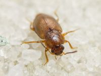 Anthobium atrocephalum
