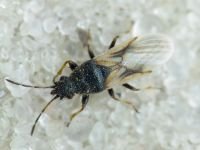Metopoplax origani