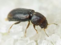 Orthocis lucasi