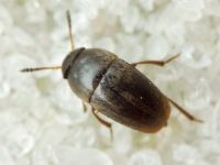 Ptomaphagus