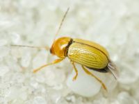Cryptocephalus