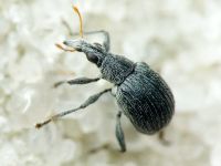 Oxystoma craccae