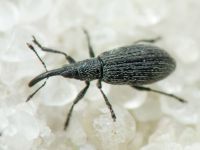 Stenopterapion (Stenopterapion) tenue