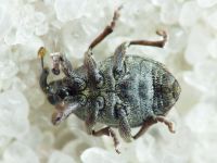 Glocianus distinctus