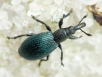 Perapion (Perapion) violaceum