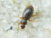 Corticaria impressa