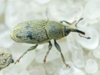 Sibinia (Sibinia) subelliptica