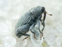 Pseudorchestes pratensis