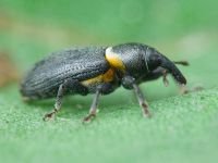 Mecinus collaris