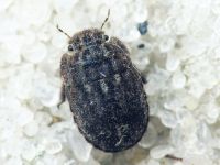 Odontoscelis (Obscuromorpha) hispidula