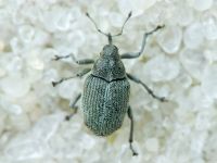 Ceutorhynchus obstrictus (complex)