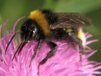 Bombus hortorum