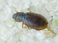 Hydraena (Hydraena) palustris