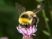 Bombus hortorum