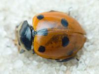 Hippodamia undecimnotata