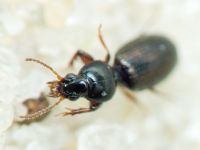 Carabidae