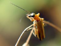 Oedemera podagrariae