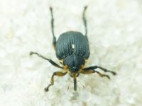 Mononychus punctumalbum